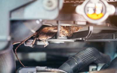 Burnaby Pest Control For Cars and Trucks